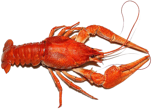 พื้นหลังภาพ PNG Lobster