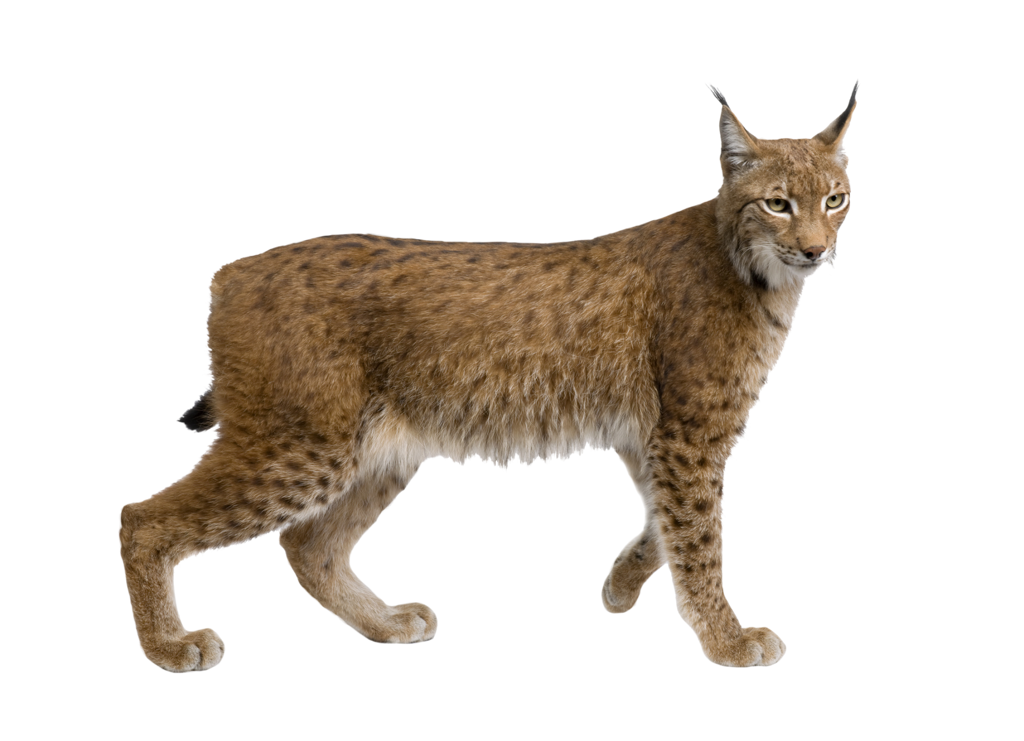 Lynx PNG Picture | PNG Arts