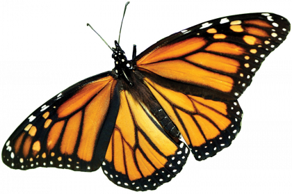 Monarch Butterfly Png Picture Png Arts