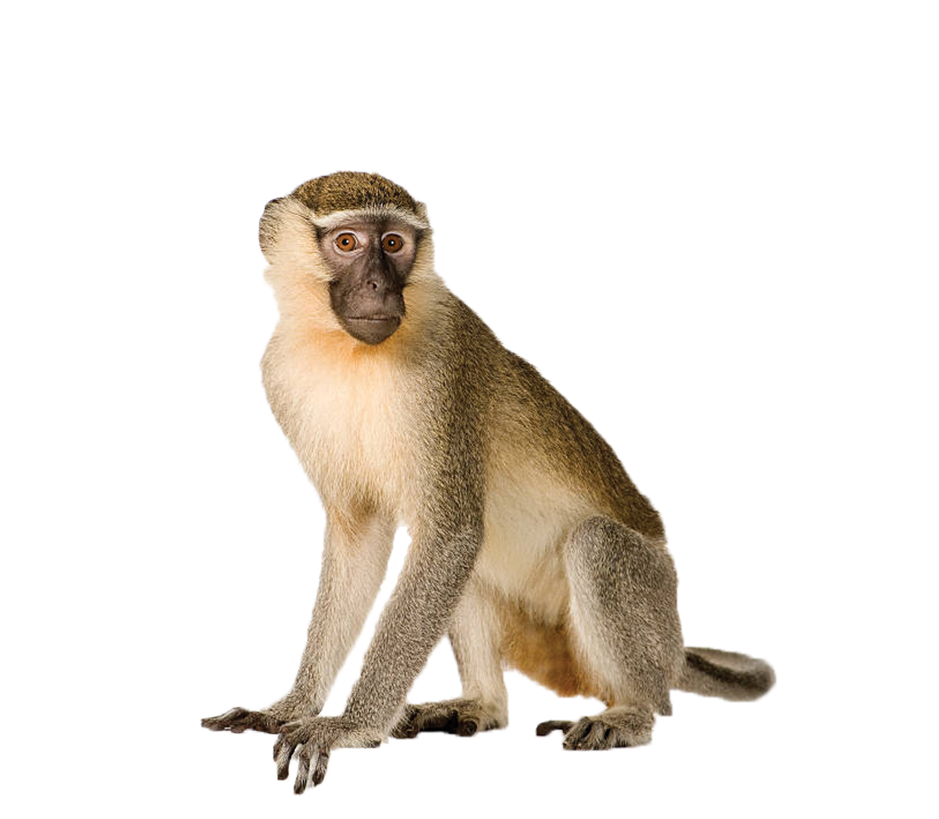 Monkey Png Clipart Background Png Play - vrogue.co