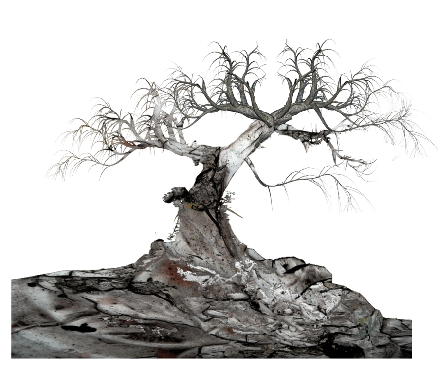 Старое дерево Скачать прозрачный PNG Image