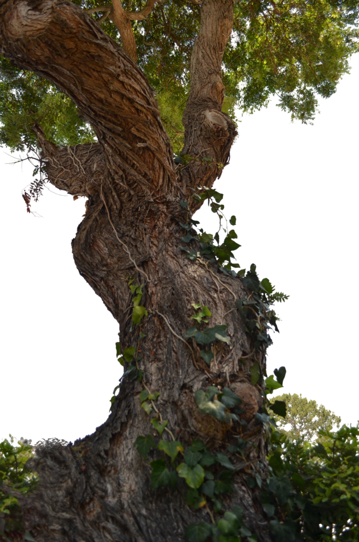 Старое дерево PNG Фоновое изображение