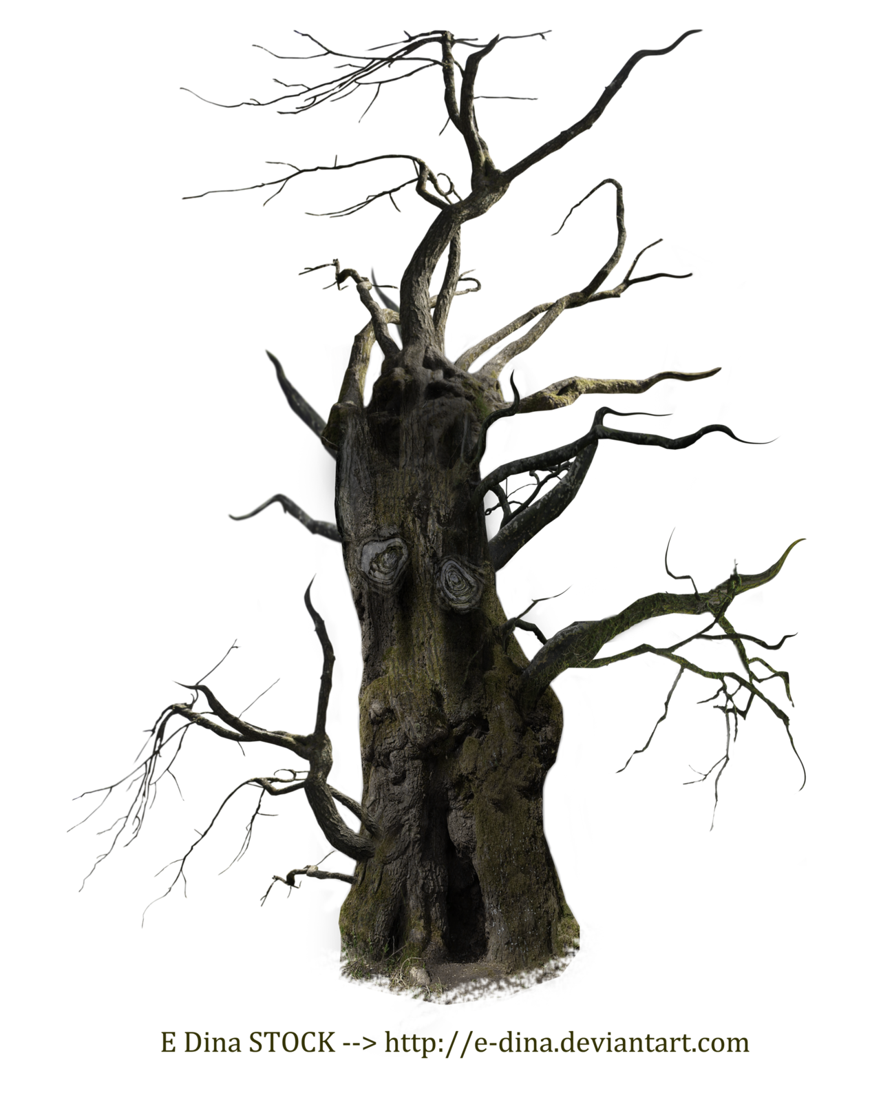 Old Tree Png Free Download Png Arts