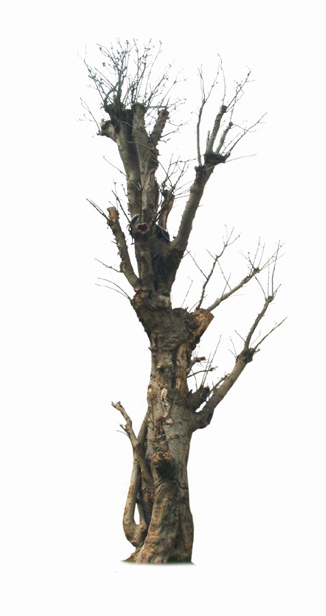 Старое дерево PNG изображения фон
