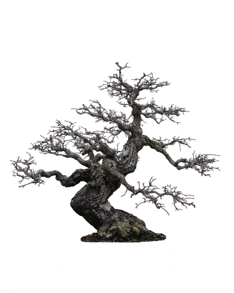 Старое дерево PNG изображение с прозрачным фоном