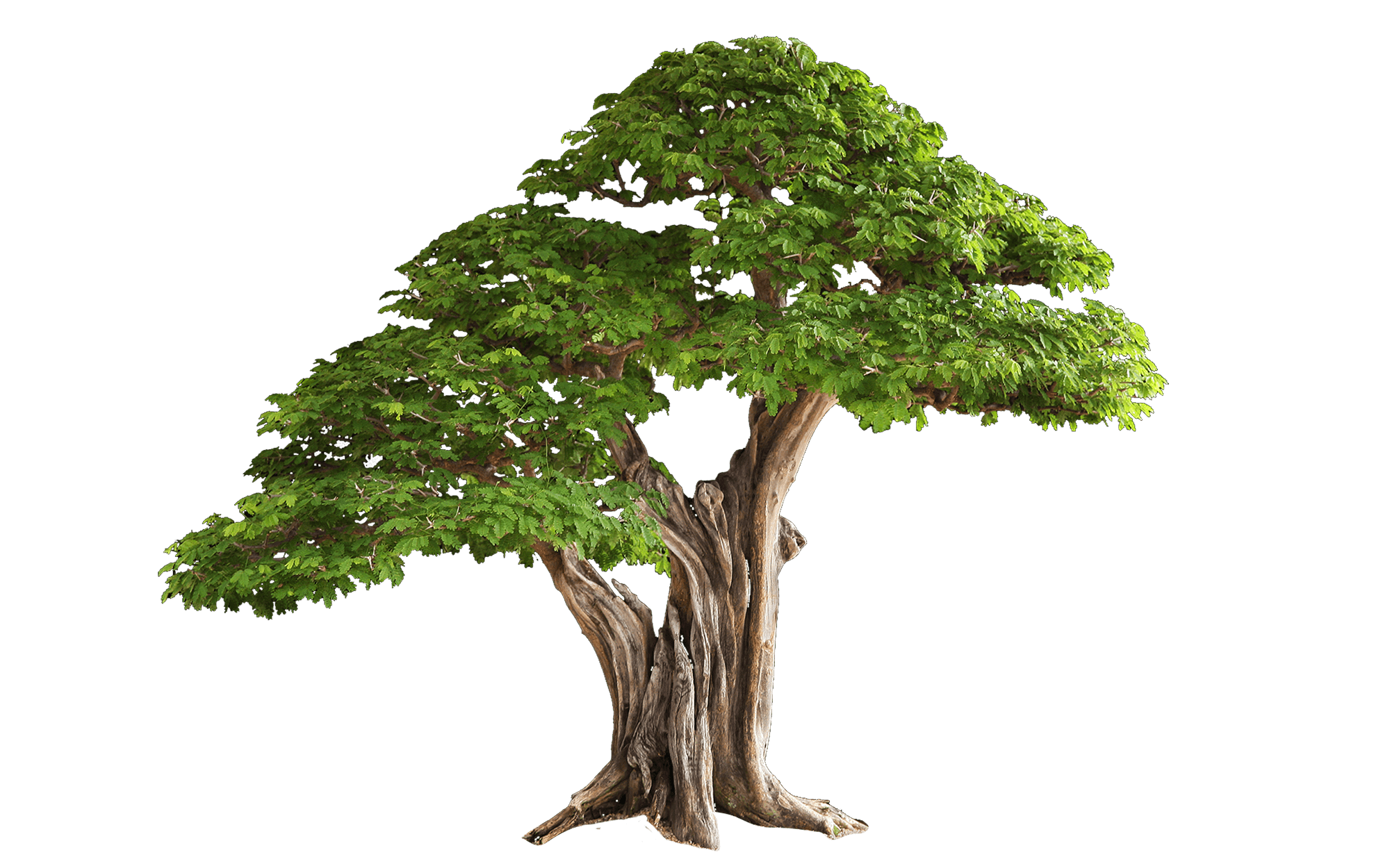 Старое дерево PNG Image