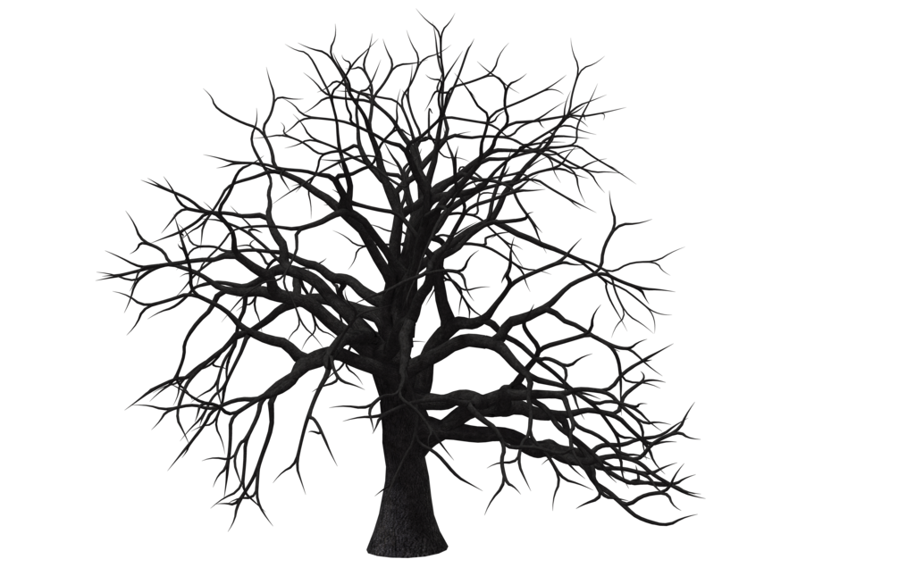 Старый дерево прозрачный фон PNG