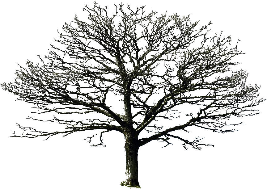 Старое дерево прозрачное изображение