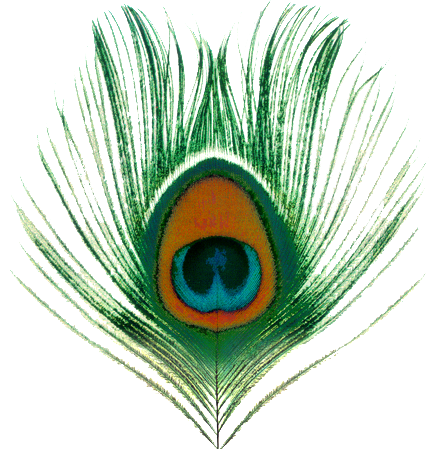 Peacock перо PNG скачать изображение