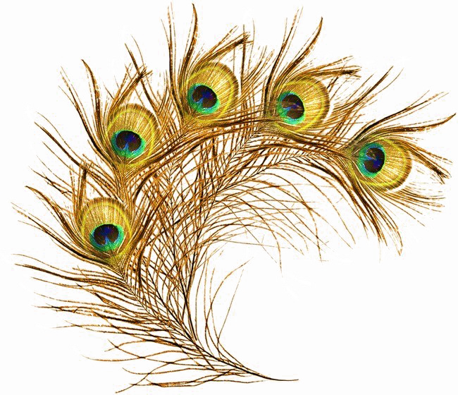 Peacock перо PNG прозрачное изображение