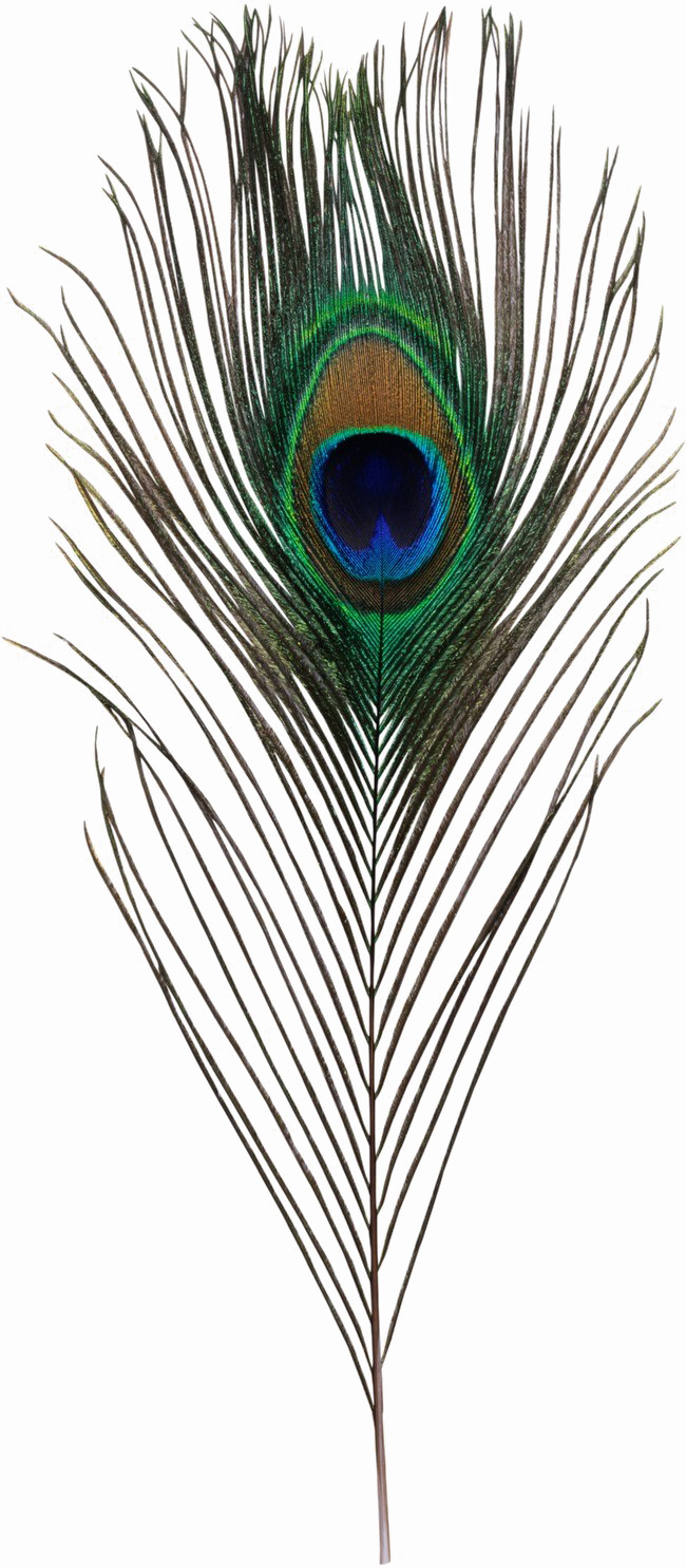 Peacock перо прозрачное изображение