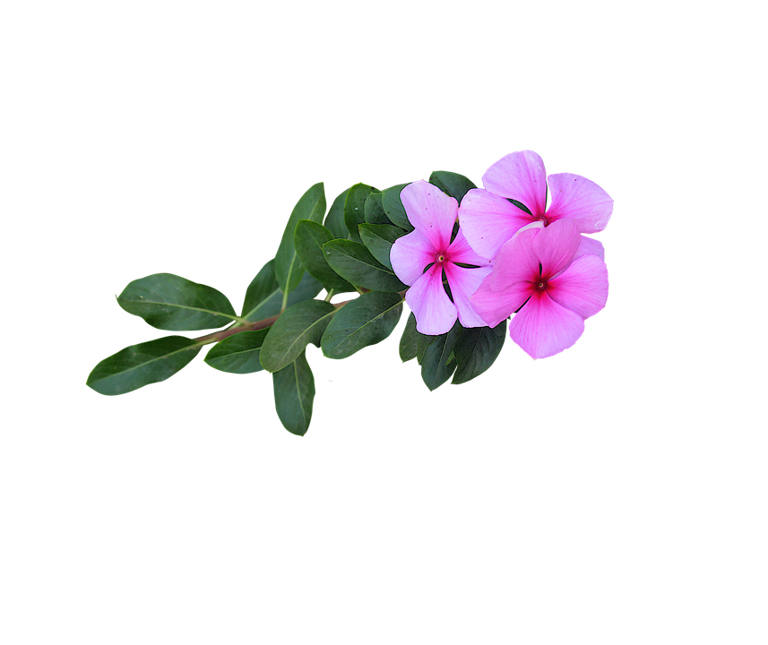 ดาวน์โหลด Pink Flowers PNG ฟรี