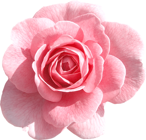 Розовые цветы PNG Image