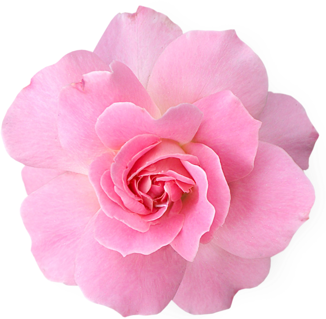 Pink Flowers PNG Pic | PNG Arts