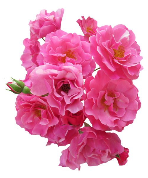 Fleurs roses images Transparentes
