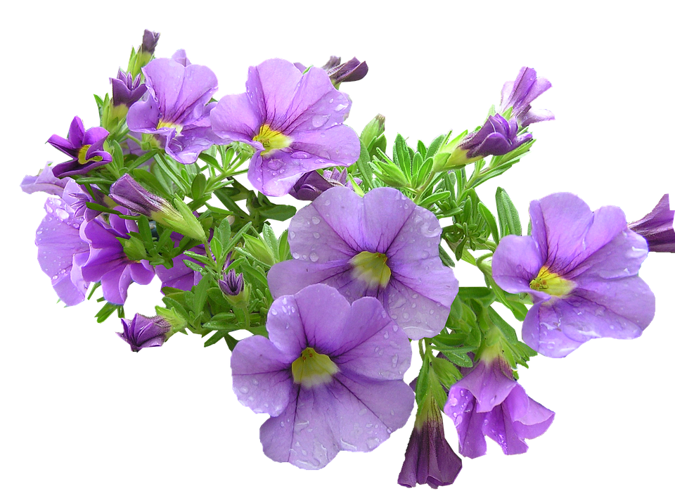 Free Free 328 Transparent Background Purple Flower Svg SVG PNG EPS DXF File