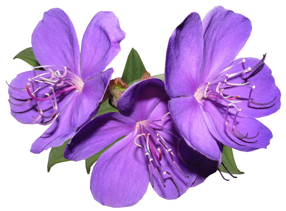 Purple Flowers PNG Free Download | PNG Arts