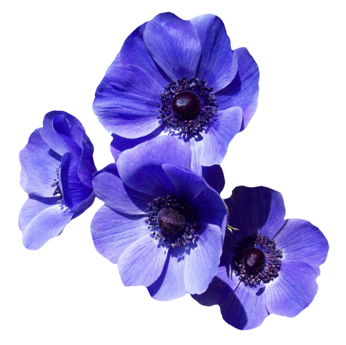 Image PNG fleurs pourpre avec fond Transparent