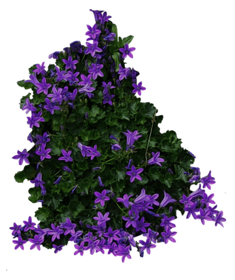 Fleurs violet Pic PNG