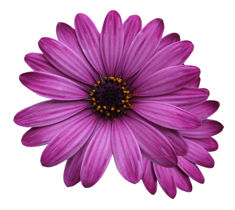 Fleurs violettes fond Transparentes PNG