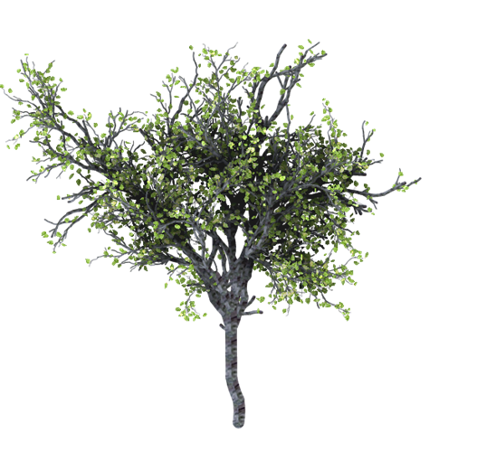 Imagen de fondo de PNG de árbol realista