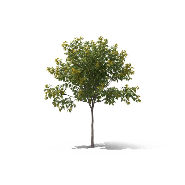 Реалистичное дерево PNG Скачать изображение