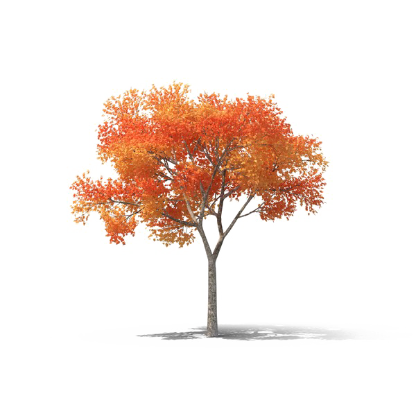 Реалистичное дерево PNG Высококачественное изображение