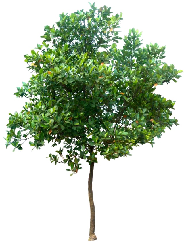 Árbol realista PNG photo