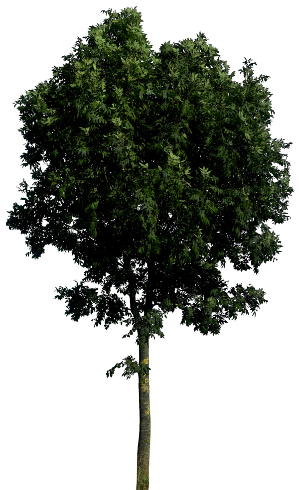 Árbol realista PNG Pic