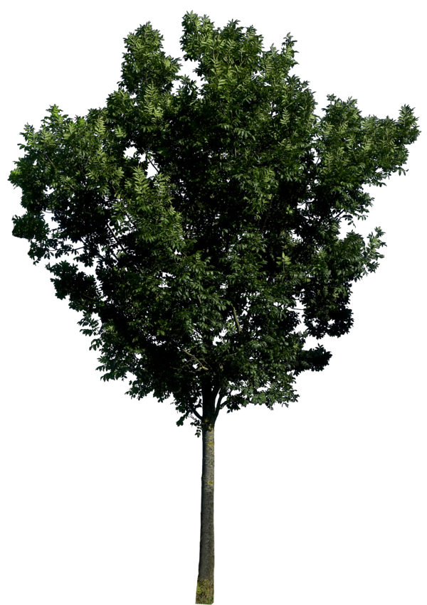 Imagen de PNG de árbol realista