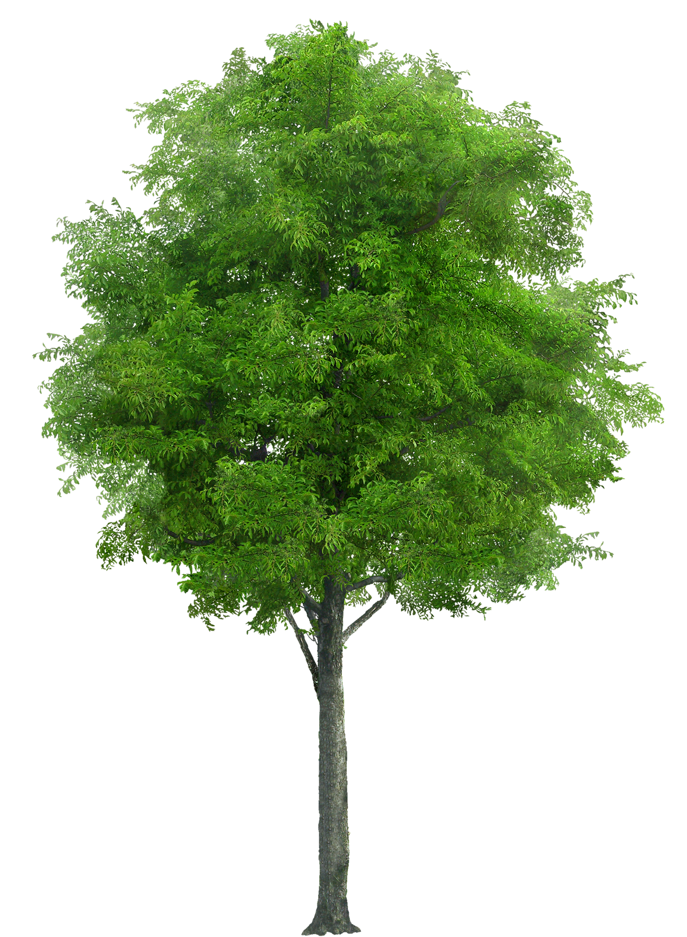 Realistic Tree  PNG Transparent  Image PNG Arts