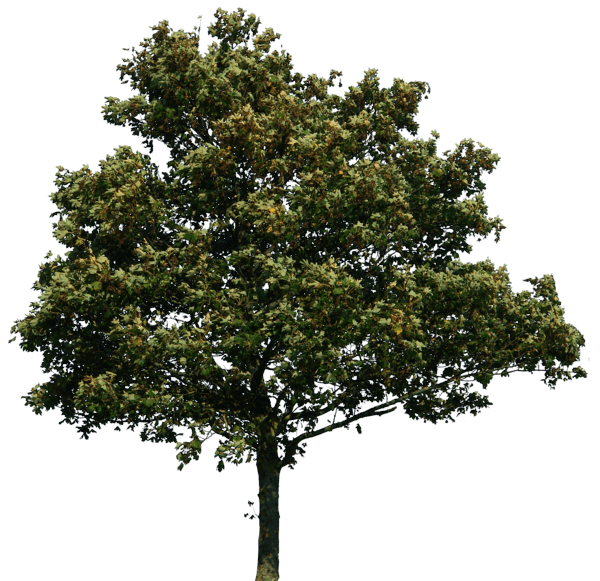 Imagen Transparente de árbol realista