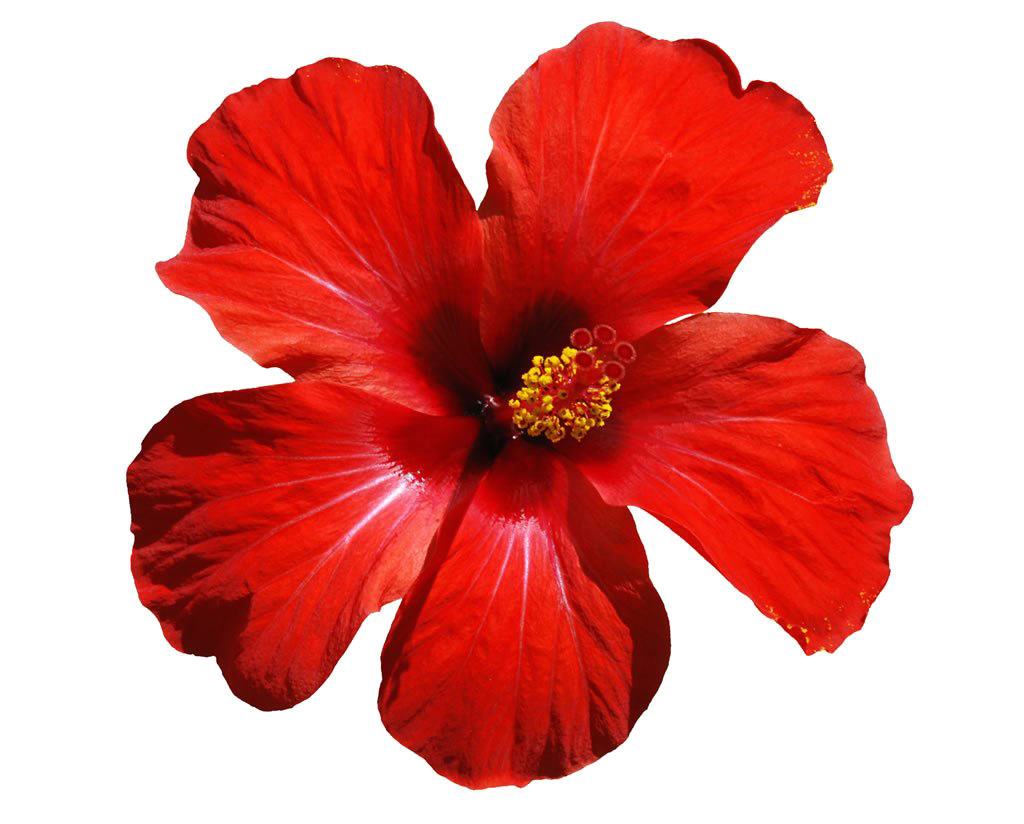Fleurs rouges PNG télécharger limage