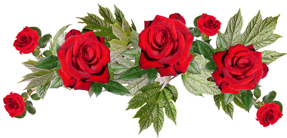 Image PNG fleurs rouges avec fond Transparent