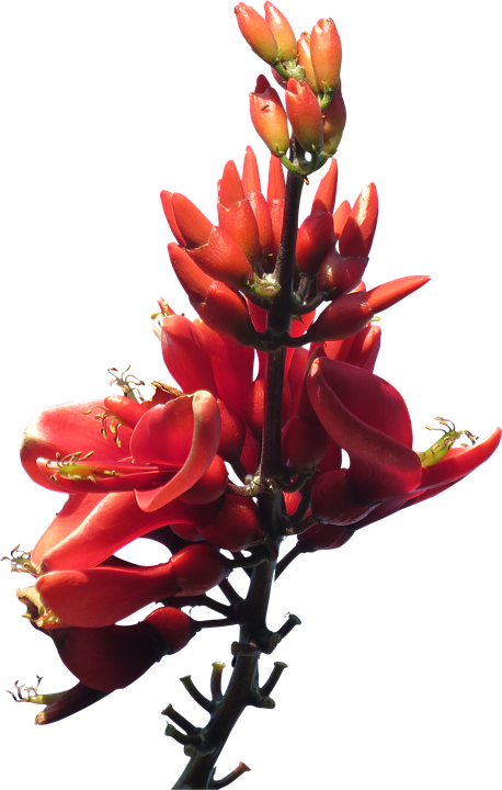 Fleurs rouges Pic PNG