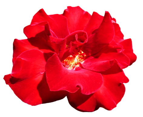 Fleurs rouges fond Transparent PNG