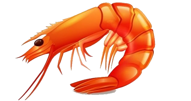 Red Shrimp PNG Image