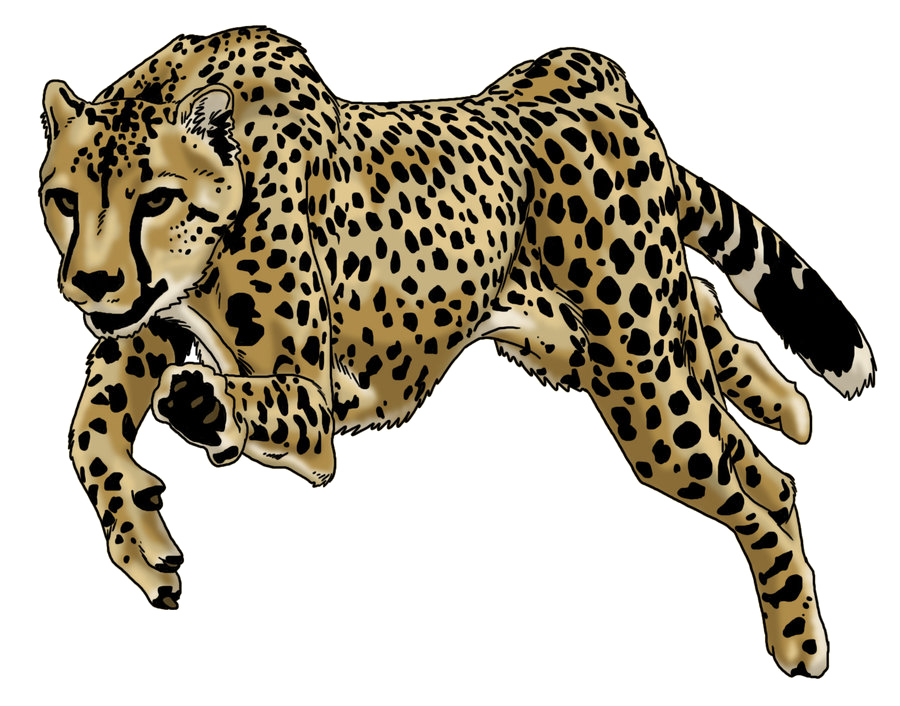 Lopende cheetah PNG hoogwaardige Afbeelding