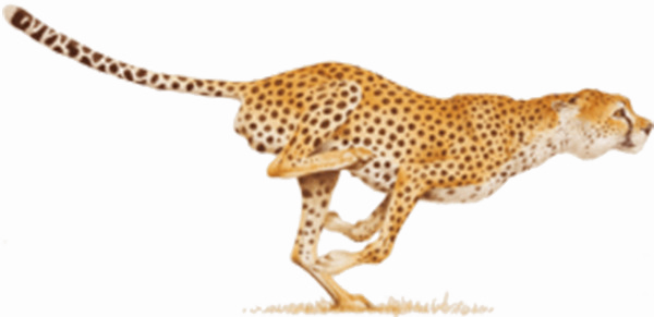 Lopende cheetah PNG Foto