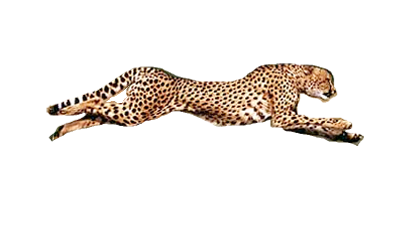 Lopende cheetah Transparante achtergrond PNG