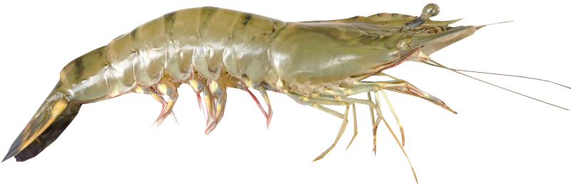 Shrimp PNG Photo