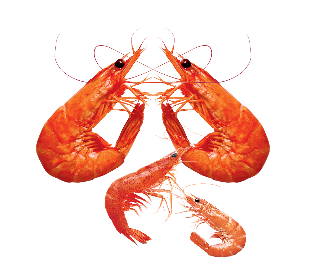 Shrimp PNG Pic