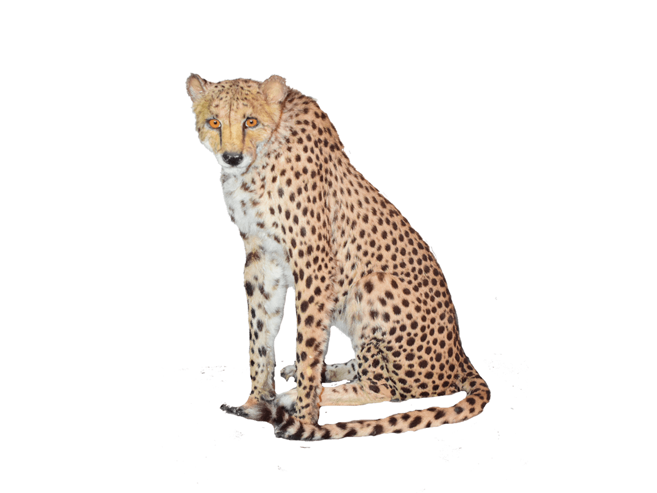 Zitting van cheetah PNG hoogwaardige Afbeelding