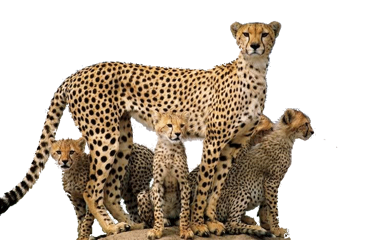 Cheetah PNG Foto zitten