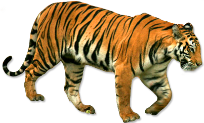Постоянный тигр бесплатно PNG Image