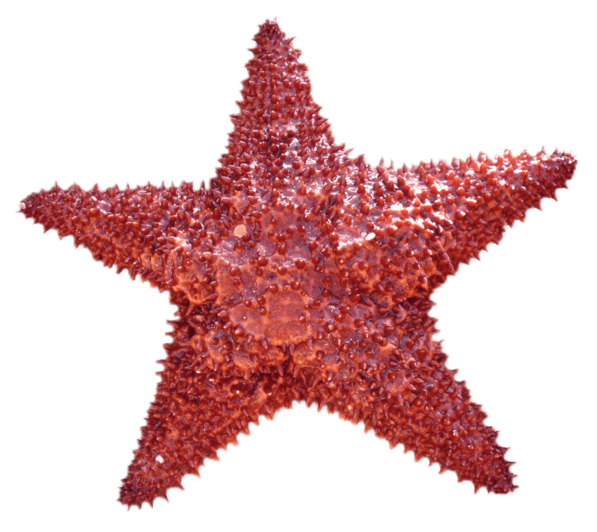 Image PNG sans étoile de mer