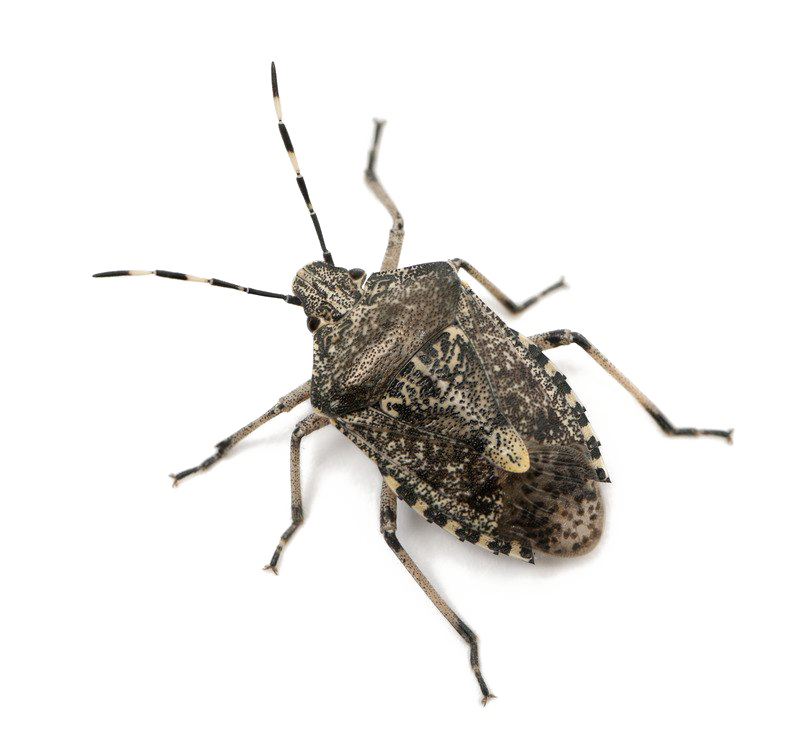 Stink Bug PNG I-download ang Imahe