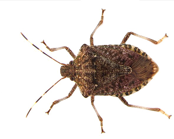 STINK BUG PNG Photo