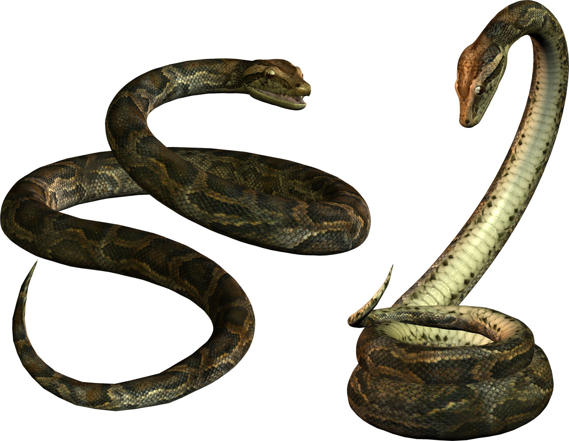 Titanoboa Змея PNG Image