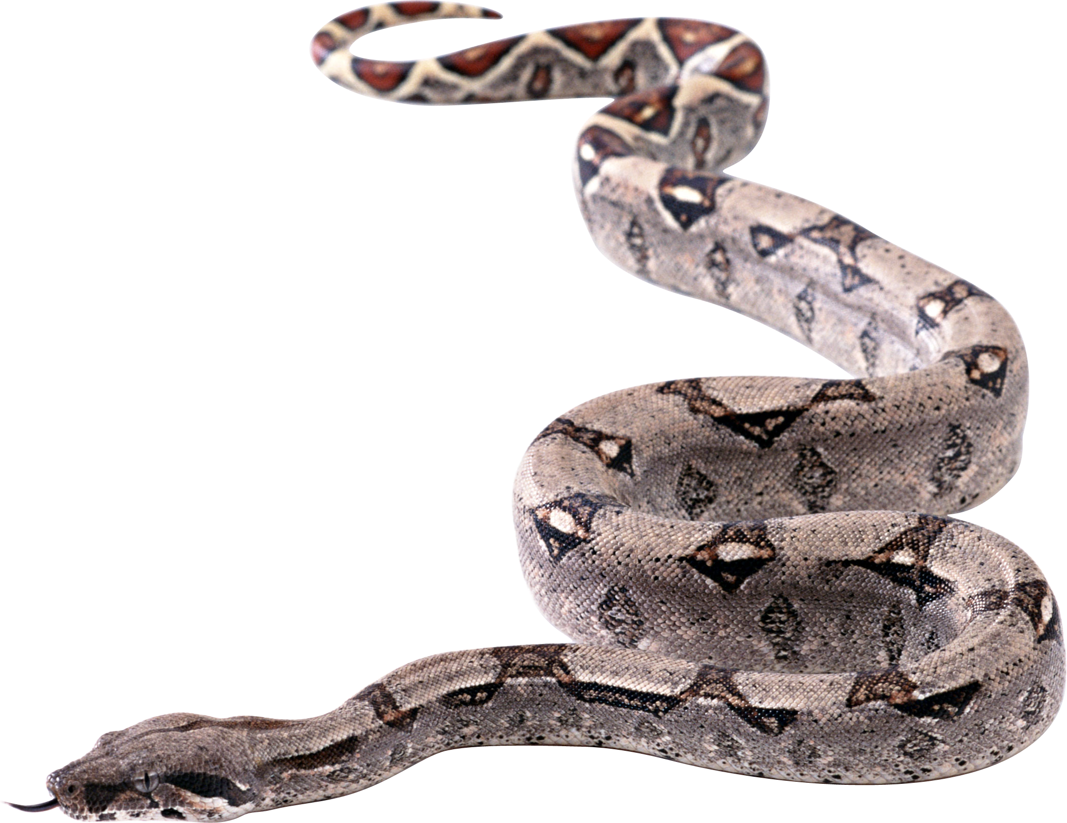 Titanoboa Snake прозрачное изображение